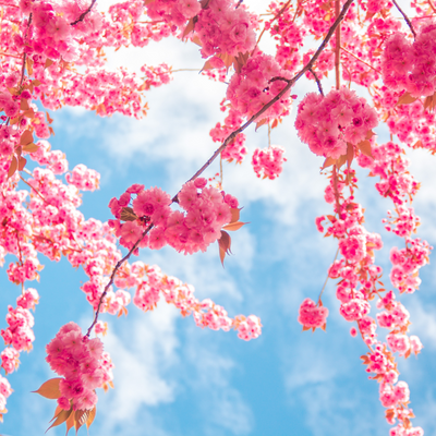8 tips to care for your physical and mental health this Spring